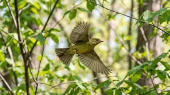 Una piranga escarlata hembra de color verde oliva vuela con las alas extendidas en un bosque frondoso. El fondo es de hojas verdes borrosas y ramas.