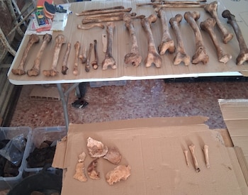 Los restos encontrados en la fosa de Madrilejos de Toledo. (Asociación Manuel Azaña)