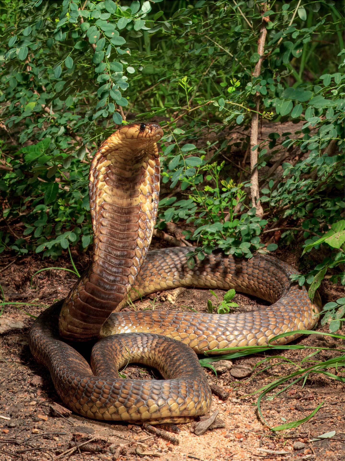 El equipo de científicos de Dinamarca y Reino Unido detectó en el laboratorio que el antiveneno neutraliza el efecto de 17 especies de serpientes, incluida la cobras africana/ Wolfgang Wüster