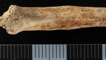 Un grupo de arqueólogos halló