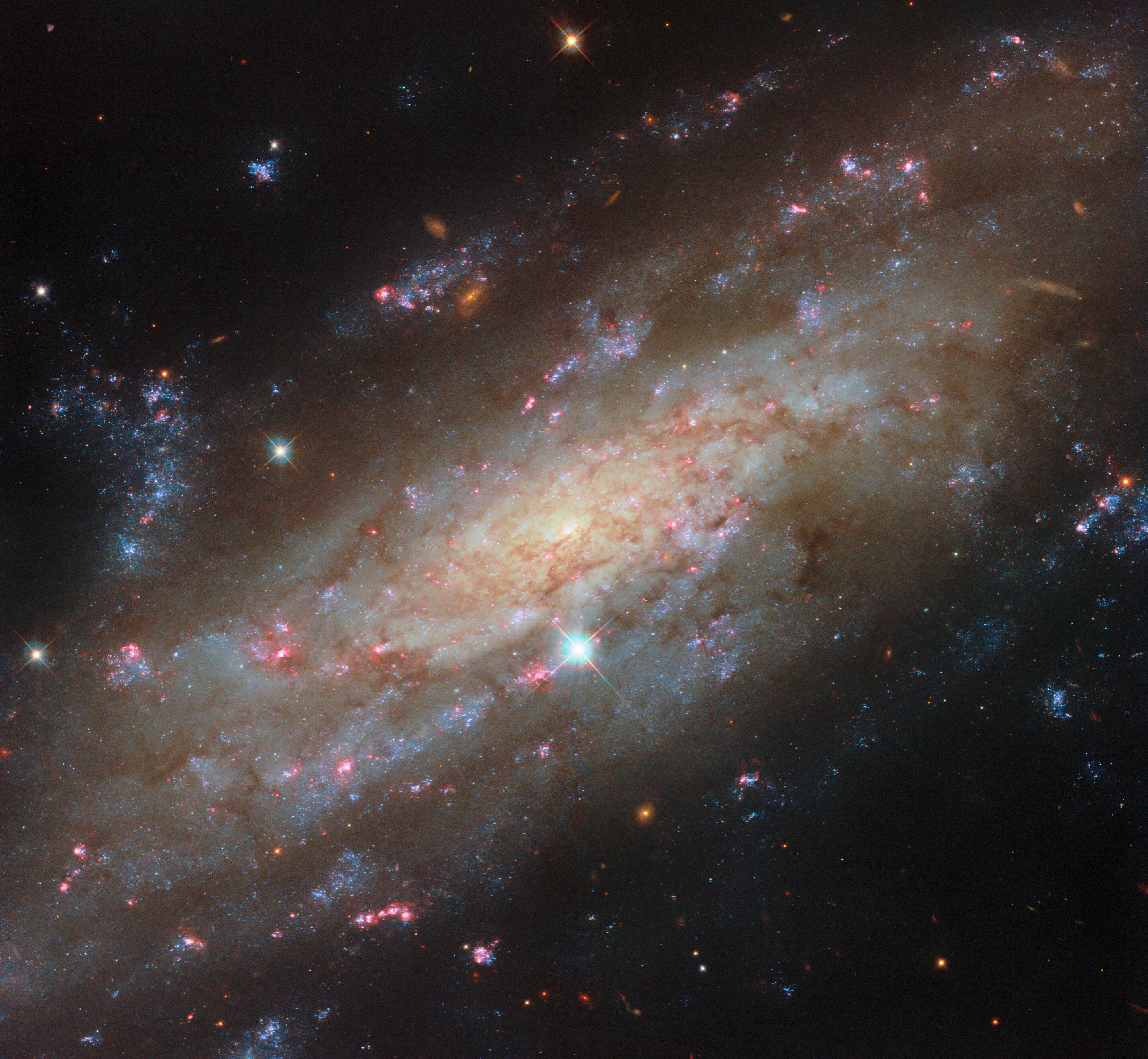 El Telescopio Espacial Hubble revela la estructura inédita de la galaxia espiral NGC 3137 en la constelación de Antlia (ESA/Hubble y NASA, D. Thilker y el equipo PHANGS-HST)