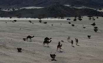 Los camellos se alejaron por el sector donde pasaban los vehículos a gran velocidad