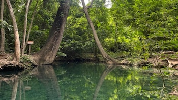 Cañaverales, ecosistemas protegidos y su