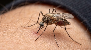 Un mosquito posado sobre piel humana inserta su trompa, con patas delgadas, alas translúcidas y vellos cutáneos visibles.