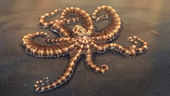 Pulpo imitador: el animal que engaña a tiburones, peces, copia a serpientes venenosas y despliega en segundos camuflajes irrepetibles