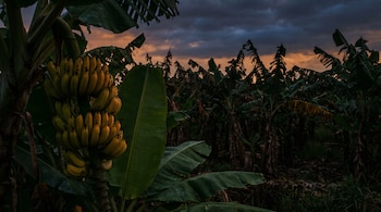 Racimo de bananos amarillos cuelga de una planta con hojas verdes. Al fondo, una plantación de bananos y el cielo con nubes oscuras y tonos anaranjados.