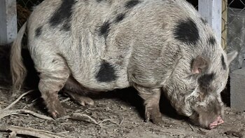 El cerdo mascota escapó un