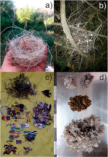 Estas fotos pertenecen al estudio