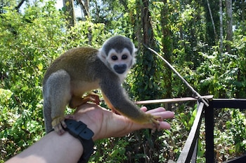 La isla de los micos