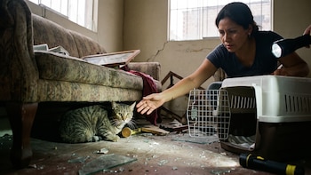 Sismo magnitud 4.8 en Lima: veterinario explica cómo preparar y salvar a tu gato ante un temblor