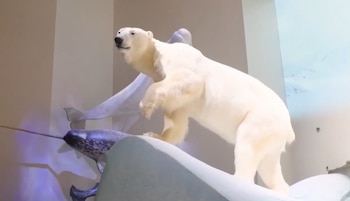 Oso polar disecado de pie sobre una superficie blanca y ondulada. Dos narvales disecados con colmillos largos se ven detrás en una pared