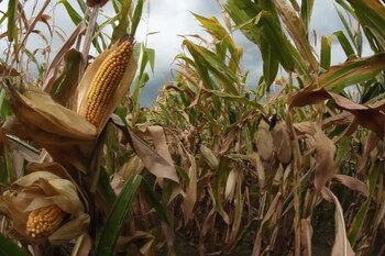 Crece el malestar en el campo contra Milei por la suba de las retenciones a la soja - Image 2