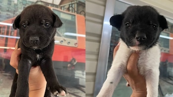 Estos son los dos cachorros