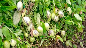 Profundiza en el pepino dulce,