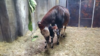 Es la cuarta cría que