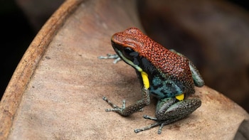 Esta es la rana ecuatoriana