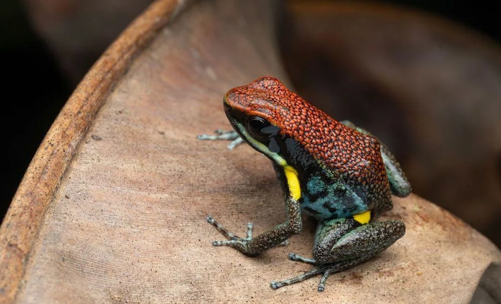 Esta es la rana ecuatoriana detrás de la toxina vinculada a la muerte de Navalny Esta es la rana ecuatoriana detrás de la toxina vinculada a la muerte de Navalny