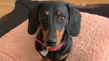 Valerie, la perra salchicha desaparecida