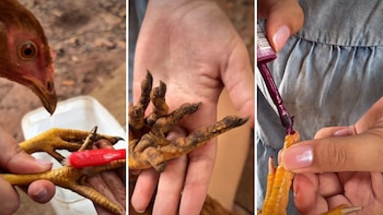 Niña se vuelve viral por hacerle manicure a su gallina y video conquista las redes