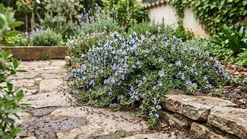 Romero rastrero: la planta aromática que cubre el suelo, perfuma el jardín y ayuda a alejar hormigas de forma natural