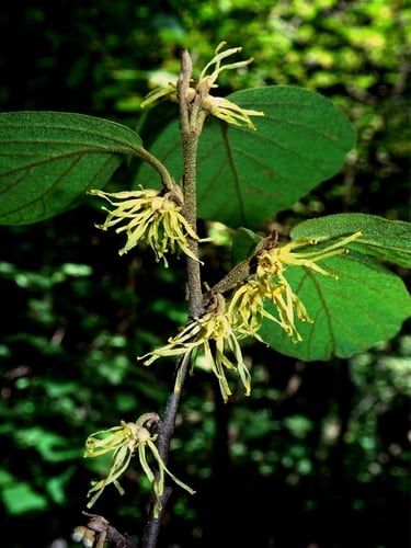 Esta planta puede emplearse en tres presentaciones principales: té, ungüento y aceite(Foto: Archivo)