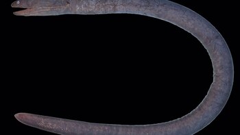 Una sorprendente especie de morena