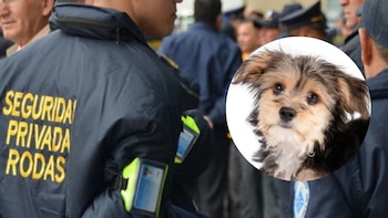 “Celadog”, el perrito que conquistó