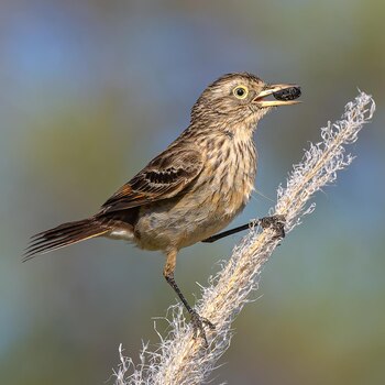 "La pico de plata, parada