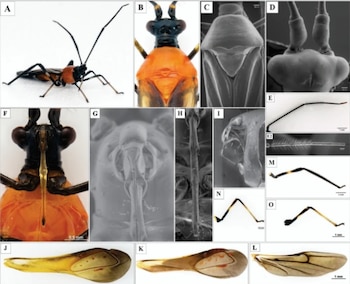 Placa científica con múltiples imágenes de cerca de un insecto Monalonion velezangeli, mostrando cuerpo completo, cabeza, patas, antenas y alas
