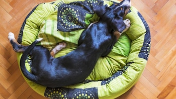 Con qué frecuencia se recomienda