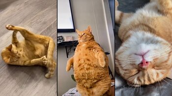 Los tres gatos le enseñaron