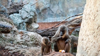Dos driles en el recinto de BIOPARC Valencia. (BIOPARC Valencia)