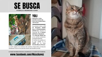 La gata fue vista por