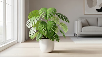 La planta de interior fácil de cuidar que es tendencia en decoración