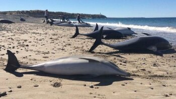 No se conoce aún la