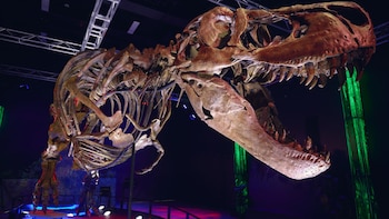 Un análisis dental revela que el T. rex era de sangre caliente