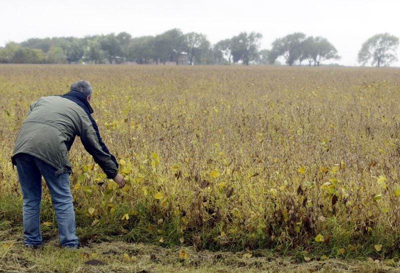El 30% de los lotes se encuentra en condición regular a mala y en algunas localidades ya se perdió más del 30% del potencial productivo (Reuters)