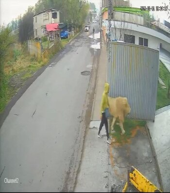 Posteriormente, el león fue visto