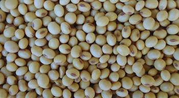 La soja muestra una mejor