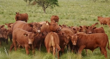 Ganado vacuno de la raza Limangus en el campo