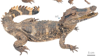 La policía de Yonkers incauta