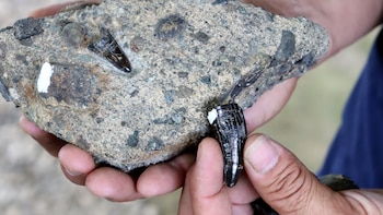 Amado y Cristian, los hermanos que han hallado miles de fósiles de megafauna en Costa Rica