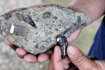 ACOMPAÑA CRÓNICA: COSTA RICA PALEONTOLOGÍA AME2150. COTO BRUS (COSTA RICA), 26/08/2026.- Fotografía del 22 de agosto de 2026 que muestra un diente de cocodrilo fosilizado y la roca en el que fue encontrado por los hermanos Cristian y Amado Vargas en Coto Brus (Costa Rica). Cuando apenas eran unos niños, Cristian y Amado Vargas comenzaron a recolectar piedras extrañas en una quebrada a la que solían ir a jugar y pescar, sin imaginarse que tres décadas después tendrían en su poder cerca de 10.000 piezas fósiles correspondientes a animales que hace miles de años habitaron lo que hoy es Costa Rica. EFE/ Douglas Marín