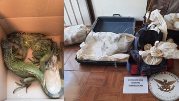 Entre las especies más traficadas