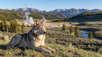 Un lobo gris yace sobre la hierba de una colina con un valle, géiseres con vapor, un río y montañas nevadas al fondo.