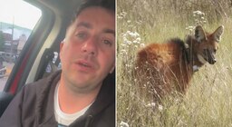 Un influencer se encontró con un animal en peligro de extinción en medio de la ruta: “Parecía una película de terror”