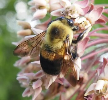Un abejorro poliniza una flor