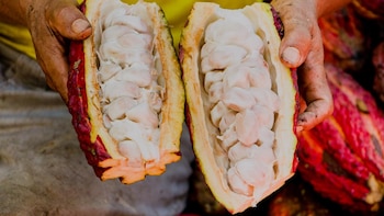 Descubren cuatro nuevos grupos genéticos de cacao peruano y confirman la riqueza genética de ocho regiones