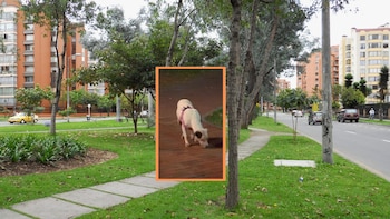 “Me quedé sin familia”: el conmovedor letrero de ayuda con el que apareció una perrita en un parque en el norte de Bogotá