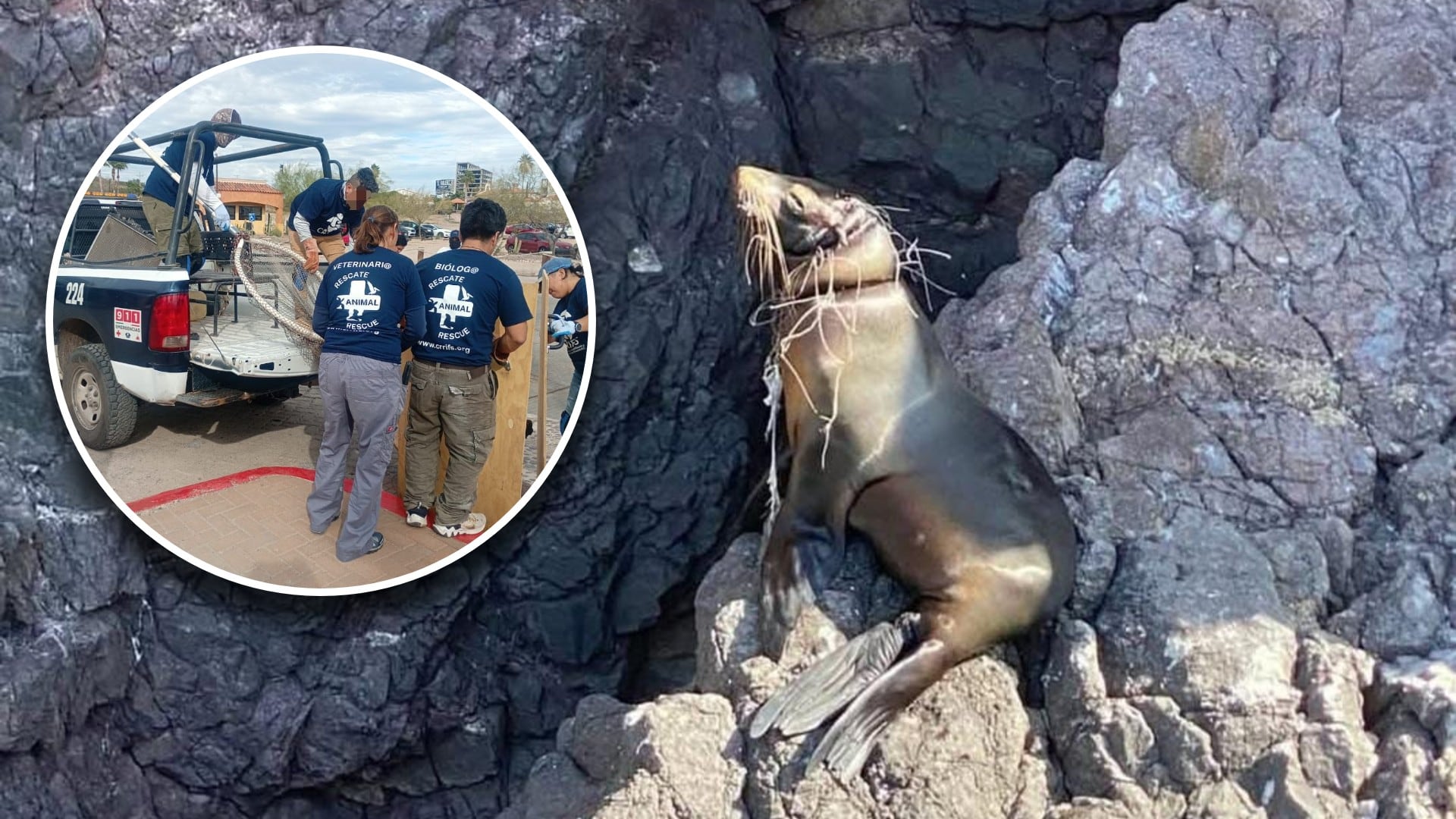 Profepa rescata a lobo marino atrapado en red de pesca en Sonora